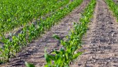 POLAKO SA SETVOM KUKURUZA: Prvo priprema zemljišta, izbor hibrida i gustina setve