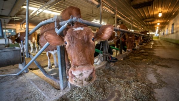 Тихи крадљивци добити: Ево ко руши производњу у млечном говедарству