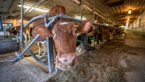 Tihi kradljivci dobiti: Evo ko ruši proizvodnju u mlečnom govedarstvu