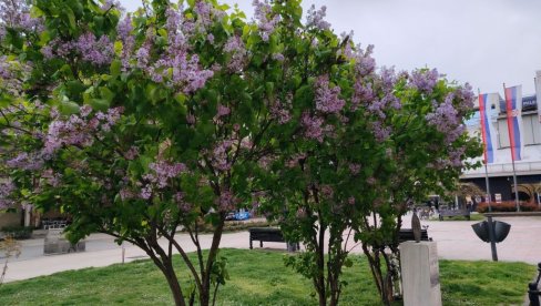 Замирисао Новаков јоргован: Понос Краљевчана и цветни украс у центру града на Ибру