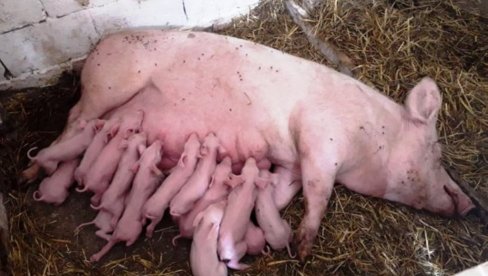 Afrička kuga svinja u Pomoravskom okrugu: Zaražena područja: Glogovac, Rajkinac i Mali Popović