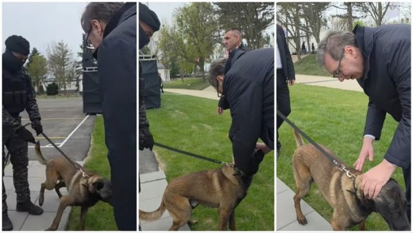 МИЛУТИН ЈЕ ТАКОЂЕ КОБРА - НЕУМОЉИВ, ОПАСАН, БЕСКРАЈНО ОДАН Вучић поделио занимљив снимак - Њему експлозив не може да промакне (ВИДЕО)