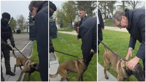 MILUTIN JE TAKOĐE KOBRA - NEUMOLJIV, OPASAN, BESKRAJNO ODAN Vučić podelio zanimljiv snimak - NJemu eksploziv ne može da promakne (VIDEO)