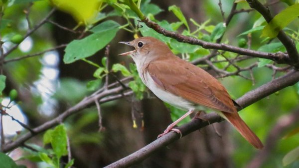 Слушање славуја на 30 локација: Манифестација Друштва за заштиту и проучавање птица Србије од 24. до 26. априла