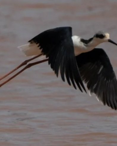 Раскринкана лаж стара 50 година: Наука опрала љагу са имена аутохтоних Хавајаца