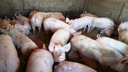 Zbog afričke kuge: U tri jagodinska sela eutanazirano oko 35 svinja i prasića, zatvorena stočna pijaca