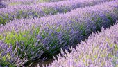 Sadite lavandu? Treba samo da pratite jednostavno pravilo