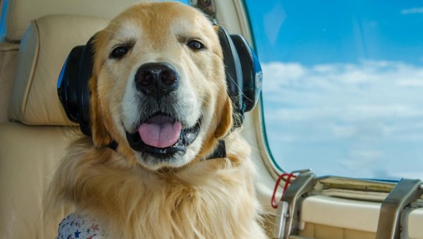 Селидба животиња постала милионски бизнис: Нећете веровати колико кошта превоз љубимца