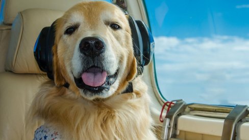 Selidba životinja postala milionski biznis: Nećete verovati koliko košta prevoz ljubimca