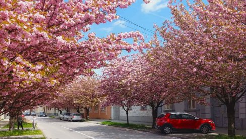 Сакура у Вршцу: Каква лепота - Дрвореди јапанске трешње красе најужи центар града (ФОТО)