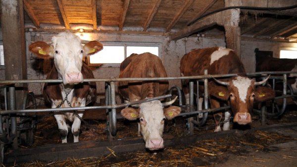 Јавни позив за подстицаје у сточарству: Опредељено 24 милијарде динара