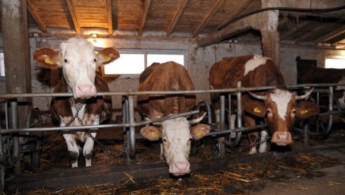 Javni poziv za podsticaje u stočarstvu: Opredeljeno 24 milijarde dinara