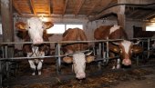 Јавни позив за подстицаје у сточарству: Опредељено 24 милијарде динара