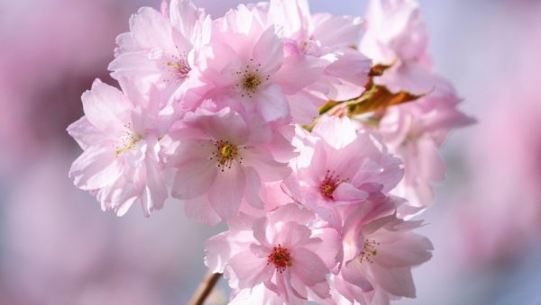 Унајмила је баштована на два сата: Заледила се када јој је испоставио рачун