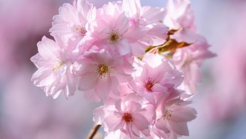 Unajmila je baštovana na dva sata: Zaledila se kada joj je ispostavio račun