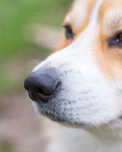 Зашто пси у пролеће чешће повраћају? Када се треба обавезно јавити ветеринару