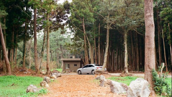 Посебно у пролеће: Ево зашто никада не треба паркирати испод дрвета