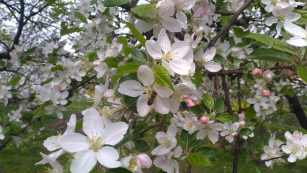 Воћњаци обећавају богату бербу: Временске прилике овог пролећа иду наруку произвођачима