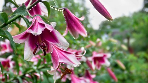 Башта из снова почиње у априлу: Списак цвећа које ће цветати целог лета ако га сада посадите