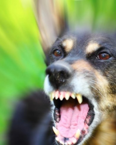 Спасиће вам живот: Ако вас нападне пас, изговорите само ову реч!