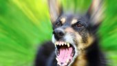 Spasiće vam život: Ako vas napadne pas, izgovorite samo ovu reč!