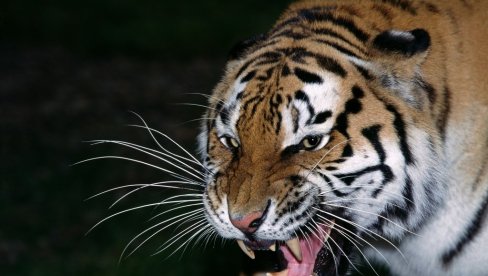 Tigar iskočio iz arene ka publici: Drama u cirkusu (Video)