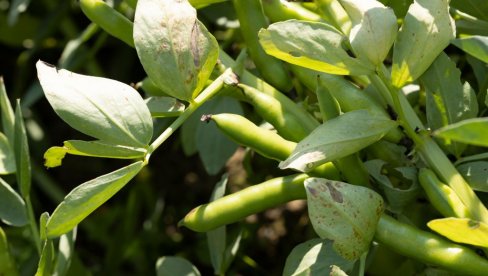 Pet ključnih pravila za setvu boranije: Posejte je na vreme i izbegnite greške koje smanjuju rod