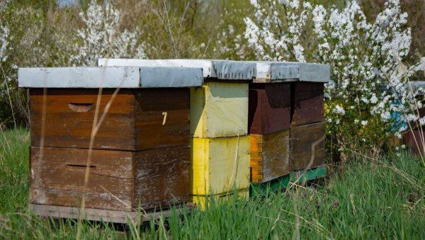 Заштита пчела у сезони цветања: Која правила произвођачи морају поштовати?