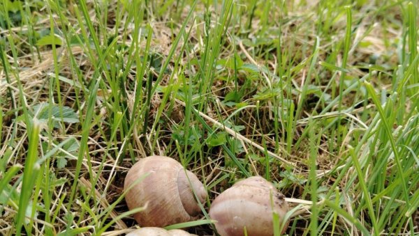 Почиње лов на пузајућу зараду: Предстојећи кишни дани идеални за сакупљаче пужева у околини Чачка