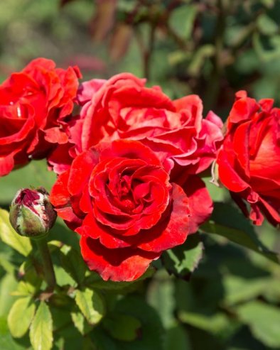 Биљке које никако не треба садити уз руже: Могу потпуно да их униште