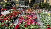 Богата понуда на сајму цвећа: Традиционална манифестација у Сомбору до 25. априла