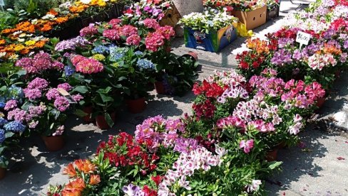 Dani cveća i meda: Manifestacija u nedelju u Kusiću, a u ponedeljak u Velikom Gradištu