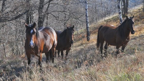 Крдо се отело контроли: Полудивљи коњи са Столова праве штету на имањима у подножју (ФОТО)