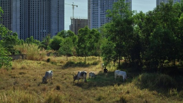 Марковићеви Обећани простори у Кану: Филм сниман у Камбоџи, у пратећем програму на Кроазети