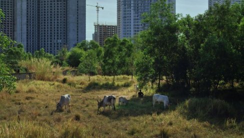 Марковићеви Обећани простори у Кану: Филм сниман у Камбоџи, у пратећем програму на Кроазети