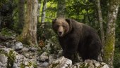 Horor u šumi: Medved ubio ženu dok je razgovarala sa sinom