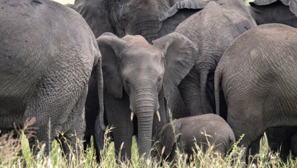 Милионера прегазило крдо слонова док је ловио антилопе у Габону: Његов помоћник тешко повређен