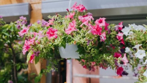 3 врсте неуништивог цвећа за терсасу: Цвета као лудо све до јесени (ФОТО)