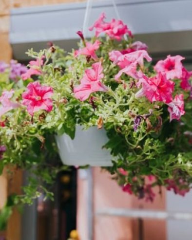 3 врсте неуништивог цвећа за терасу: Цвета као лудо све до јесени (ФОТО)