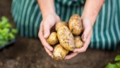 Stručnjak otkrio tajnu: Stavite stari krompir u baštu - čudno ali veoma korisno