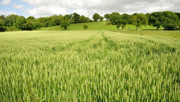 Пшеница у солидном стању: Ево шта је највећи изазов