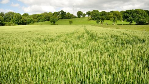 Пшеница у солидном стању: Ево шта је највећи изазов