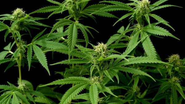 Решење за сушу и плоднију земљу: Ево које еколошко ђубриво треба да користите