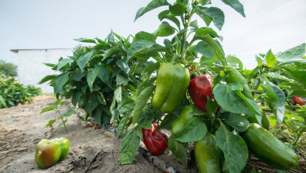 Нема ни педаљ празне земље: Село у коме сви раде и из кога млади не одлазе