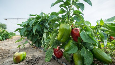 Nema ni pedalj prazne zemlje: Selo u kome svi rade i iz koga mladi ne odlaze