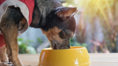Da li psi mogu da jedu hranu za mačke? Stručnjaci kažu da je ovo veoma važno pitanje