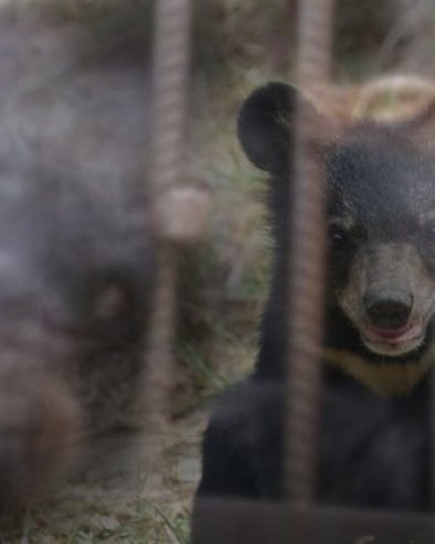 Породица мислила да је удомила пса, а испоставило се да је у питању медвед: Данас има 113 килограма, а ево како изгледа (видео)