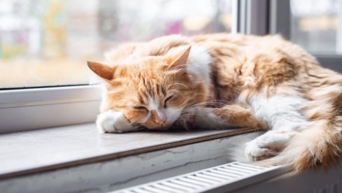 ZAŠTO KUĆNI LJUBIMCI ENERGIČNO OTRESAJU GLAVOM: Razlog kod pasa i mačaka nije isti, evo objašnjenja