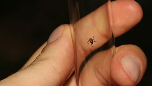 Važan savet lekara: Ovo nikako nemojte da radite kada primetite krpelja