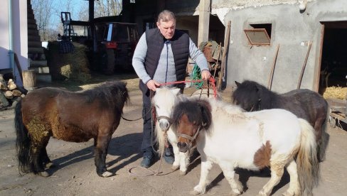 Poniji, papagaji i citrusi: Tri ljubavi Zorana Milićevića, poljoprivrednika iz okoline Paraćina (FOTO)